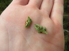 Asplenium adiantum-nigrum