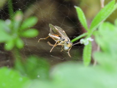 Aglaostigma fulvipes