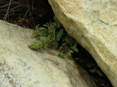 Asplenium adiantum-nigrum