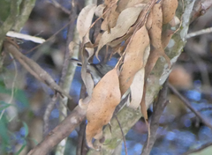 Gerygone mouki