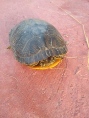 Trachemys venusta