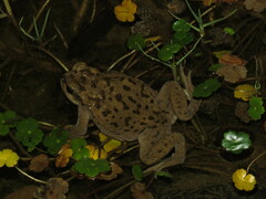 Rhinella spinulosa