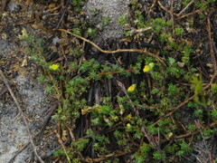 Aspalathus juniperina