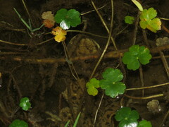 Rhinella spinulosa