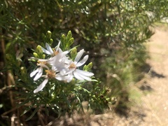 Olearia glutinosa