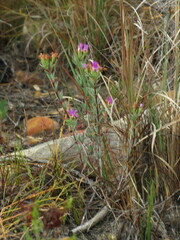Lampranthus glomeratus