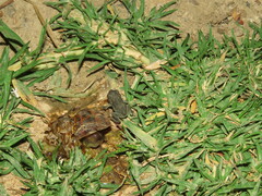 Rhinella spinulosa