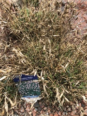 Dianthus gratianopolitanus