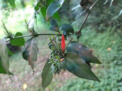 Justicia brasiliana