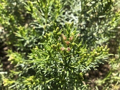 Olearia glutinosa