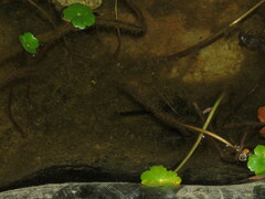 Gastrotheca marsupiata