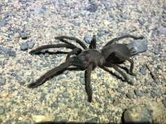 Selenocosmiinae