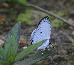 Neopithecops zalmora