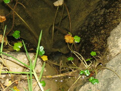 Gastrotheca marsupiata