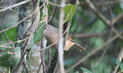 Colluricincla rufogaster