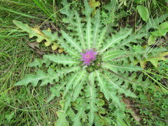 Cirsium acaule esculentum