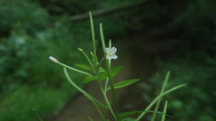 Epilobium roseum