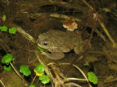 Rhinella spinulosa