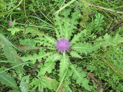 Cirsium acaule esculentum