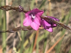 Dierama