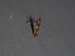 Caloptilia xanthopharella