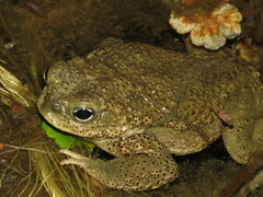 Rhinella spinulosa