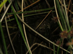 Pleurodema cinereum