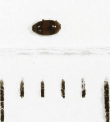 Clypastraea pulchella