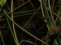Pleurodema cinereum