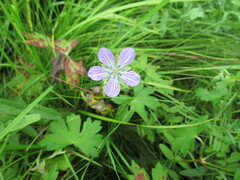 Geranium wlassovianum