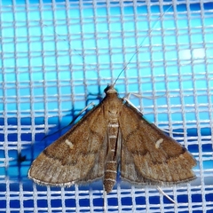 Dolicharthria punctalis