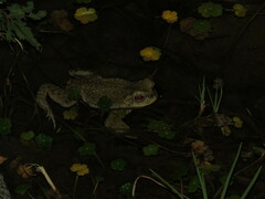 Rhinella spinulosa