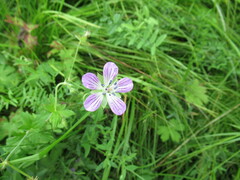 Geranium wlassovianum