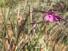 Dierama