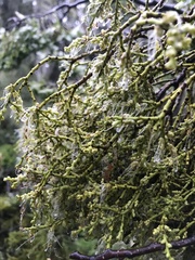 Misodendrum punctulatum