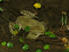 Rhinella spinulosa
