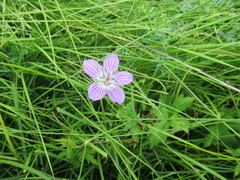 Geranium wlassovianum