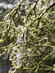 Misodendrum punctulatum