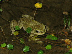 Rhinella spinulosa