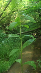 Epilobium roseum