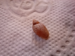 Gastropoda