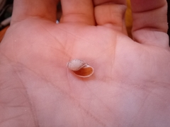 Gastropoda