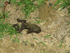 Rhinella spinulosa