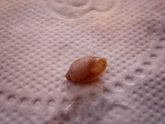Gastropoda