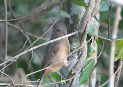 Colluricincla rufogaster