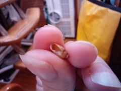 Gastropoda