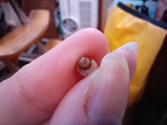 Gastropoda