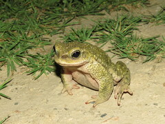 Rhinella spinulosa