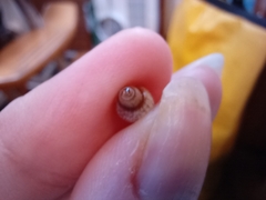 Gastropoda