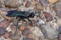 Stangeella cyaniventris